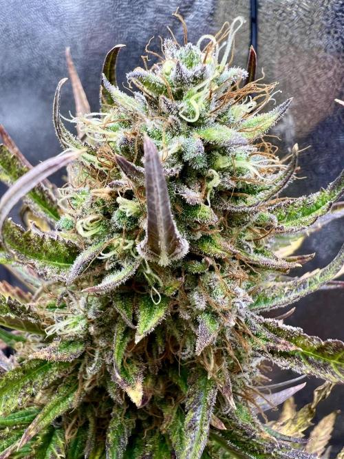 🌕 Auto Moon Rock 🌕 - Divine Seeds. Week 8