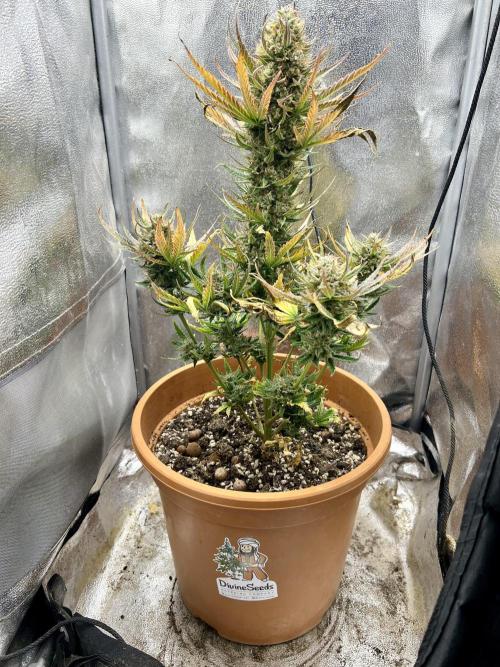 🌕 Auto Moon Rock 🌕 - Divine Seeds. Week 8