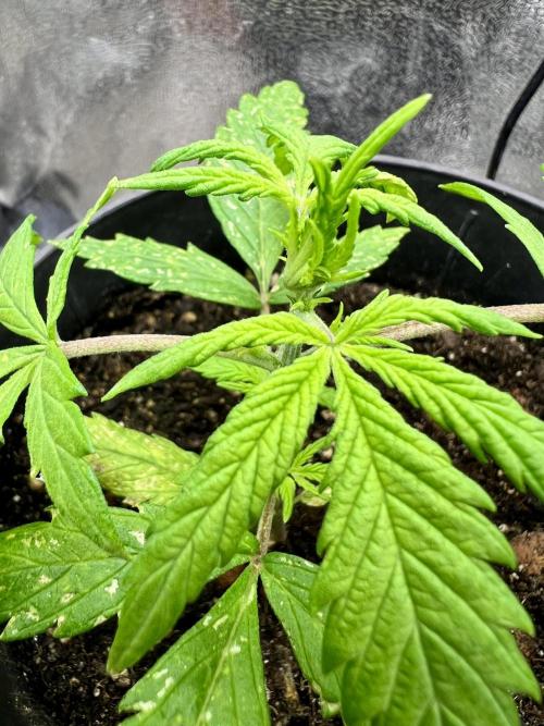 👑RQS 👑- Quick One - auto. Week 1