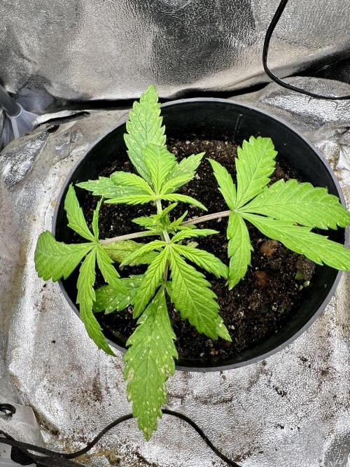 👑RQS 👑- Quick One - auto. Week 1