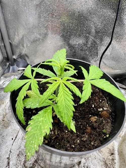 👑RQS 👑- Quick One - auto. Week 1