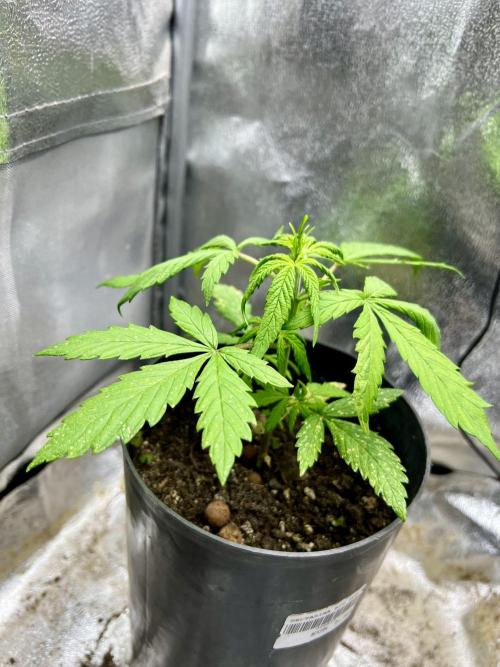 👑RQS 👑- Quick One - auto. Week 2