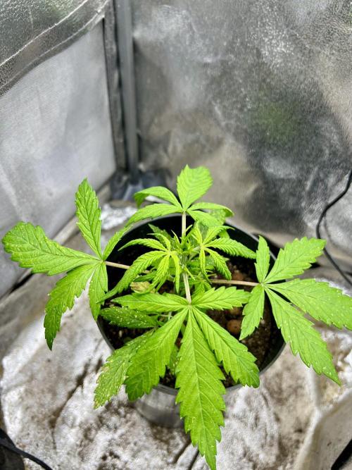 👑RQS 👑- Quick One - auto. Week 2