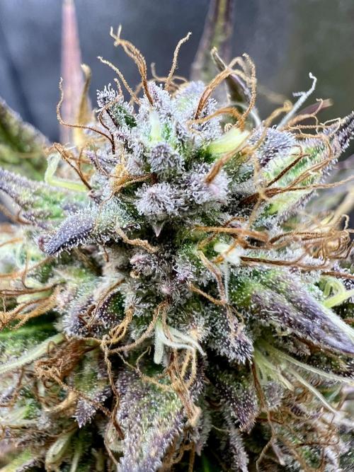 🌕 Auto Moon Rock 🌕 - Divine Seeds. Week 9