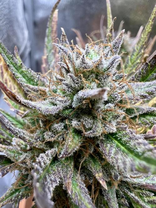 🌕 Auto Moon Rock 🌕 - Divine Seeds. Week 9