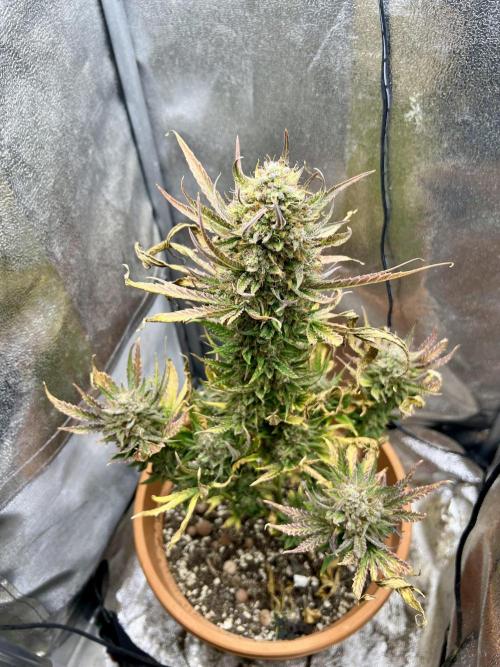 🌕 Auto Moon Rock 🌕 - Divine Seeds. Week 9