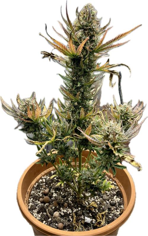 🌕 Auto Moon Rock 🌕 - Divine Seeds. Week 9