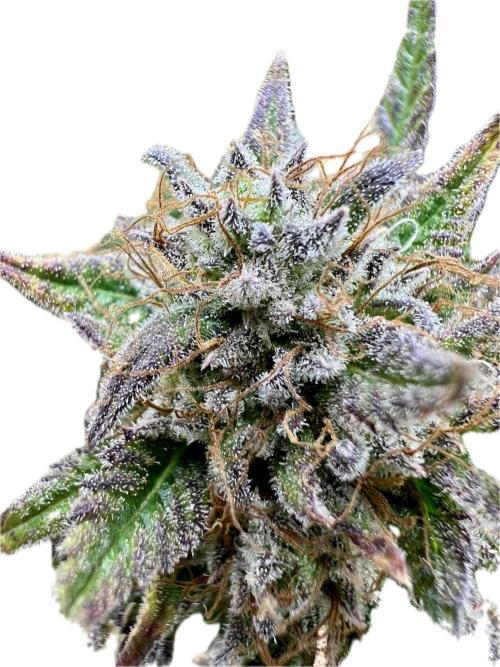 🌕 Auto Moon Rock 🌕 - Divine Seeds. Week 9