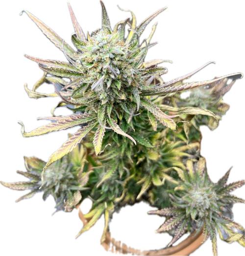 🌕 Auto Moon Rock 🌕 - Divine Seeds. Week 9