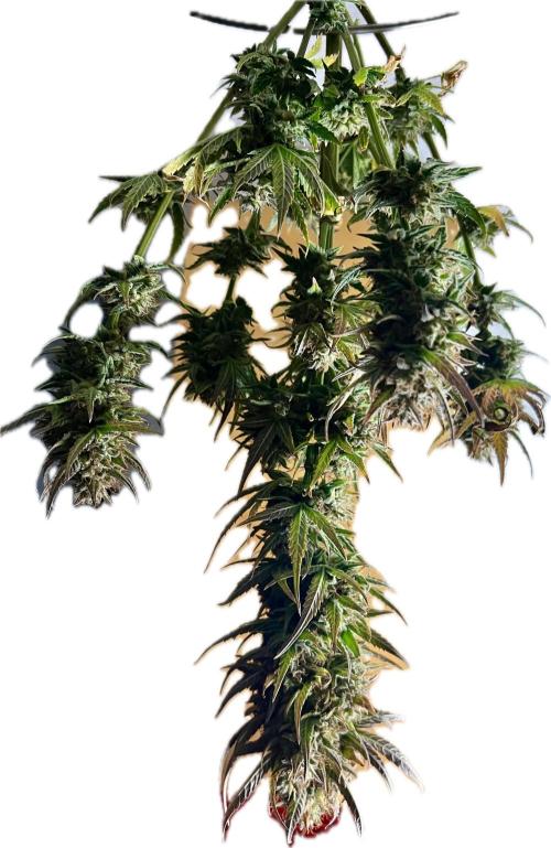 🌕 Auto Moon Rock 🌕 - Divine Seeds. Week 9