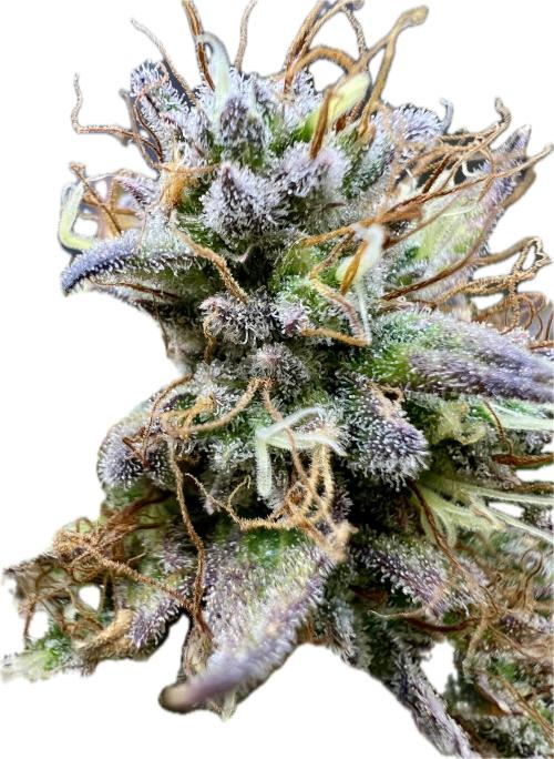 🌕 Auto Moon Rock 🌕 - Divine Seeds. Week 9