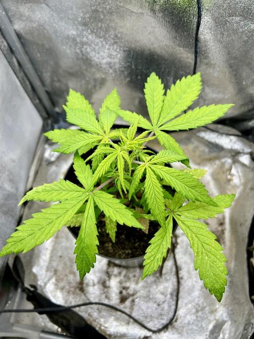 👑RQS 👑- Quick One - auto. Week 3