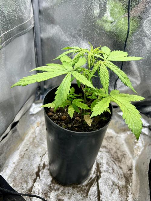 👑RQS 👑- Quick One - auto. Week 3