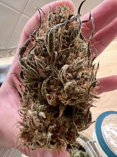 🌕 Auto Moon Rock 🌕 - Divine Seeds. Week 10