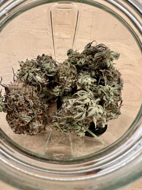 🌕 Auto Moon Rock 🌕 - Divine Seeds. Week 10