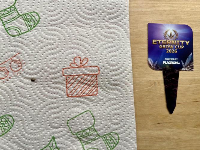 🥦Sticky Broccoli Auto🥦 by Zamnesia. Week 0