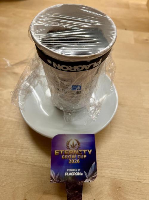 🥦Sticky Broccoli Auto🥦 by Zamnesia. Week 0