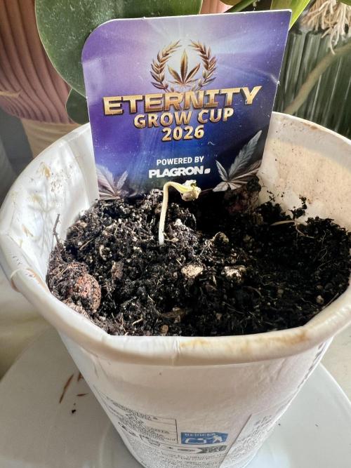 🥦Sticky Broccoli Auto🥦 by Zamnesia. Week 1