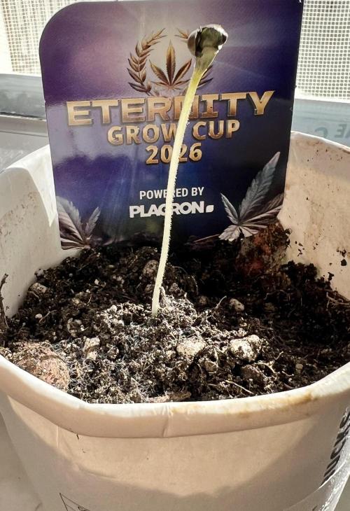 🥦Sticky Broccoli Auto🥦 by Zamnesia. Week 1