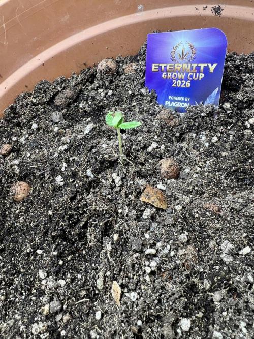 🥦Sticky Broccoli Auto🥦 by Zamnesia. Week 1