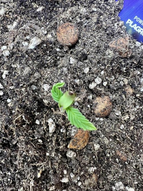 🥦Sticky Broccoli Auto🥦 by Zamnesia. Week 1