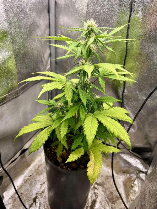 👑RQS 👑- Quick One - auto. Week 4