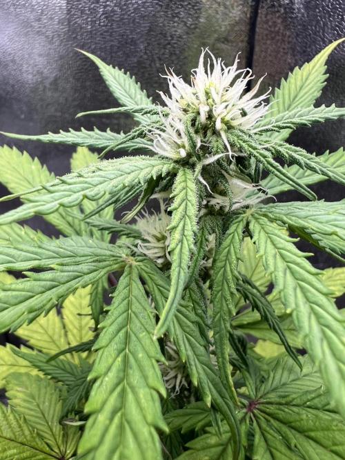 👑RQS 👑- Quick One - auto. Week 4