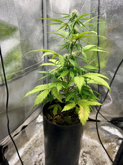 👑RQS 👑- Quick One - auto. Week 4