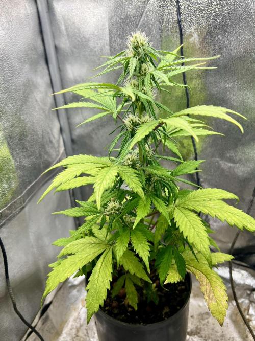 👑RQS 👑- Quick One - auto. Week 4