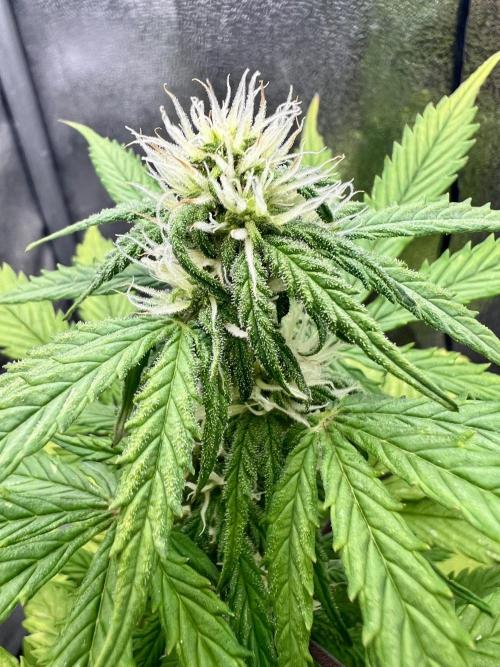 👑RQS 👑- Quick One - auto. Week 4