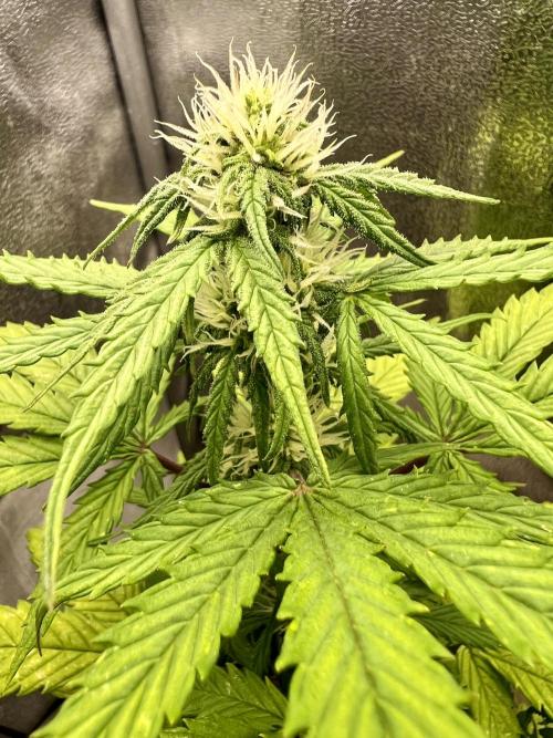 👑RQS 👑- Quick One - auto. Week 4