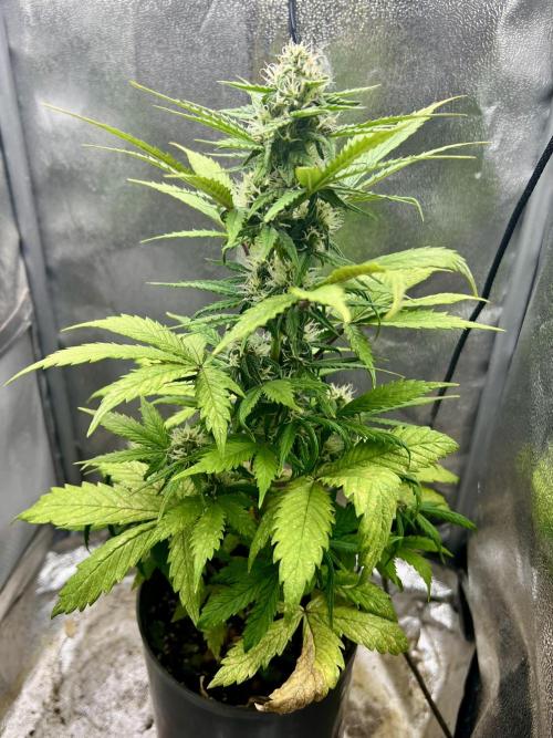 👑RQS 👑- Quick One - auto. Week 5