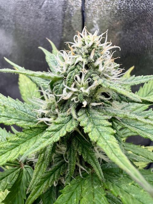 👑RQS 👑- Quick One - auto. Week 5