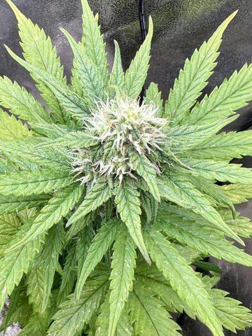 👑RQS 👑- Quick One - auto. Week 5