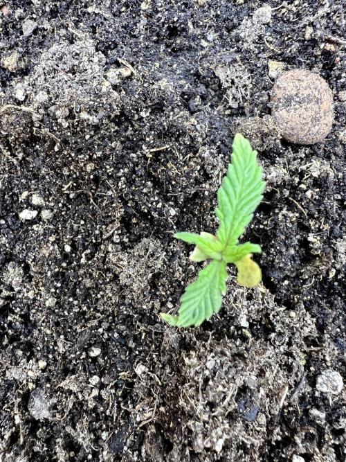 🥦Sticky Broccoli Fem🥦 by Zamnesia. Week 2