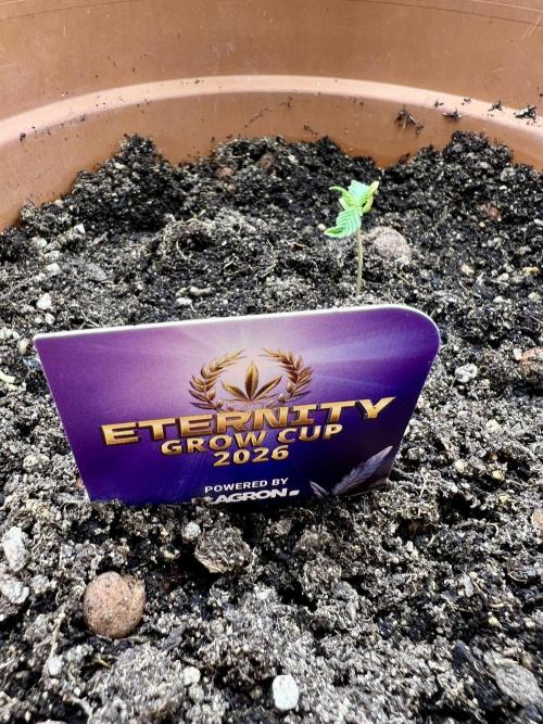 🥦Sticky Broccoli Fem🥦 by Zamnesia. Week 2