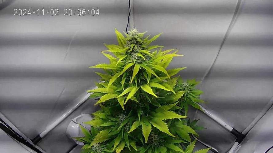 Frosted Guava Automatic (Grow 52)
