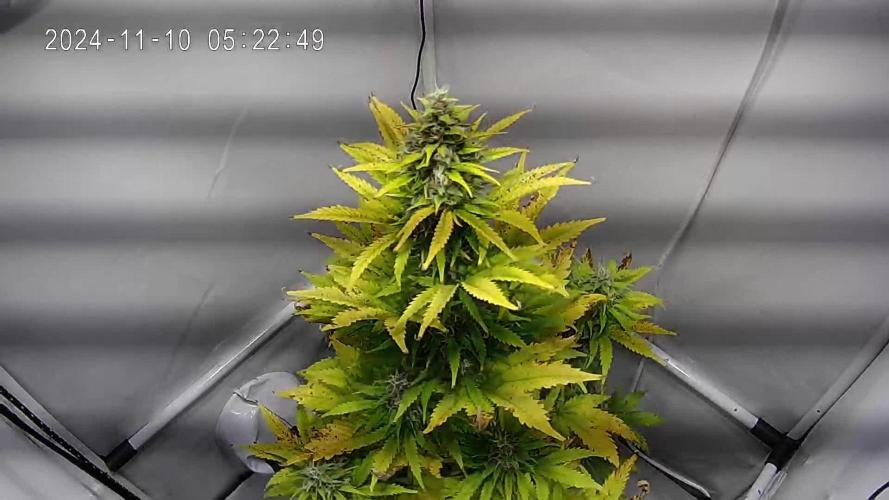 Frosted Guava Automatic (Grow 52)