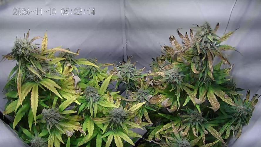 Wurlz F1-Hybrid Automatic (Grow 51)