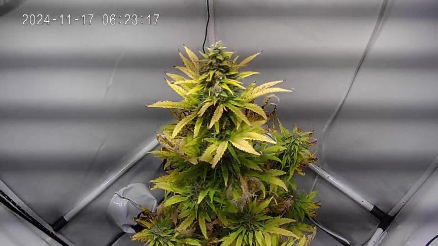 Frosted Guava Automatic (Grow 52)