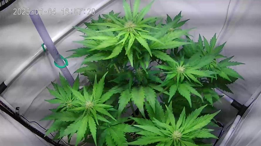 Wedding Cake Automatic (Grow 24)