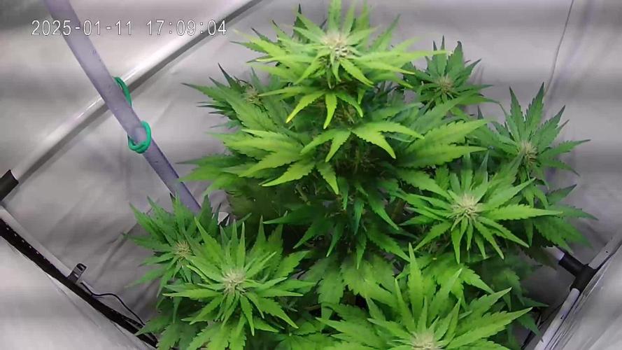 Wedding Cake Automatic (Grow 24)