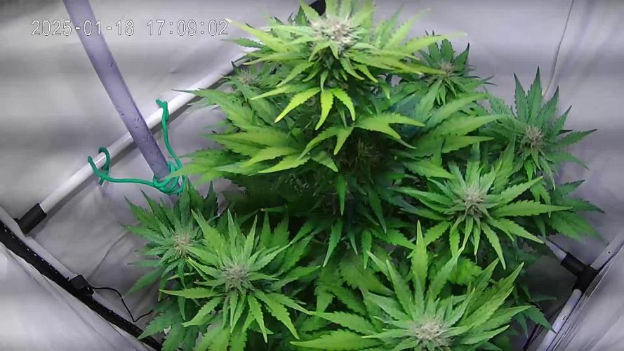 Wedding Cake Automatic (Grow 24)