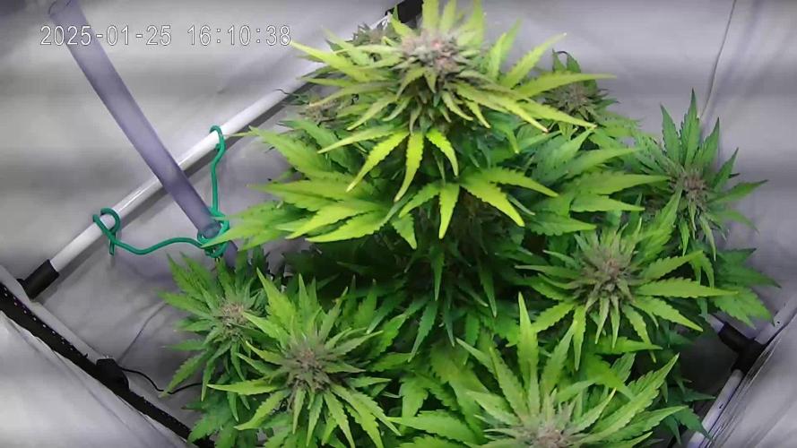 Wedding Cake Automatic (Grow 24)