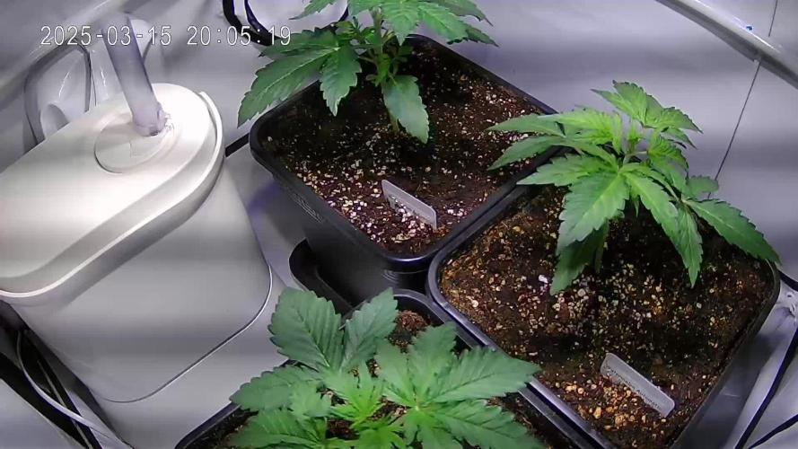 Watermelon Automatic (Grow 55)