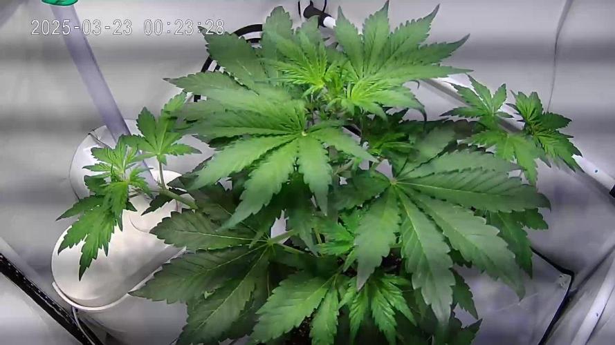 Watermelon Automatic (Grow 55)