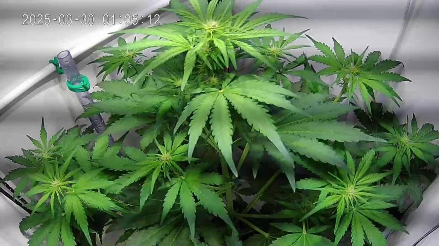 Watermelon Automatic (Grow 55)