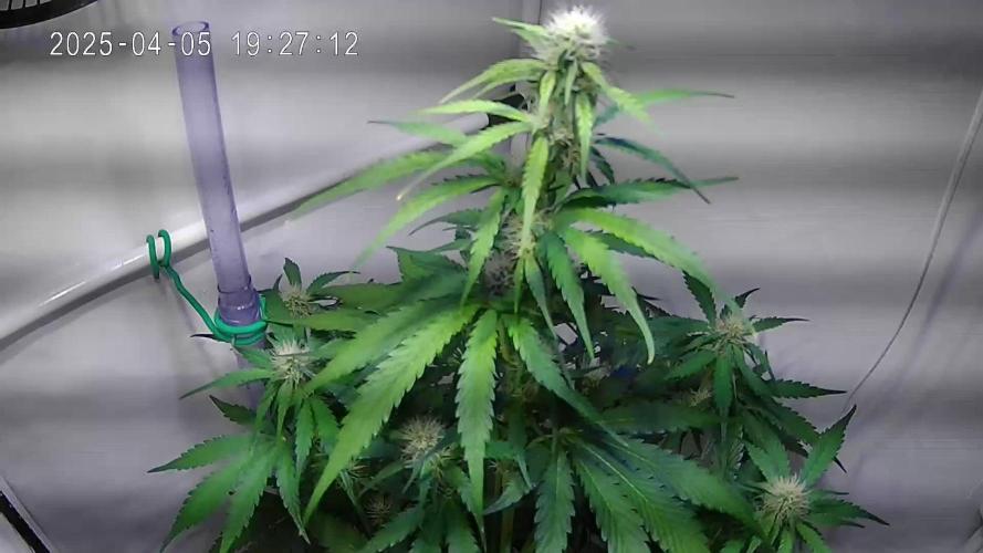 Watermelon Automatic (Grow 55)