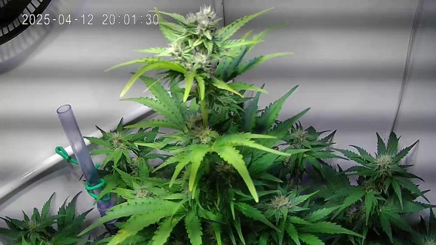 Watermelon Automatic (Grow 55)