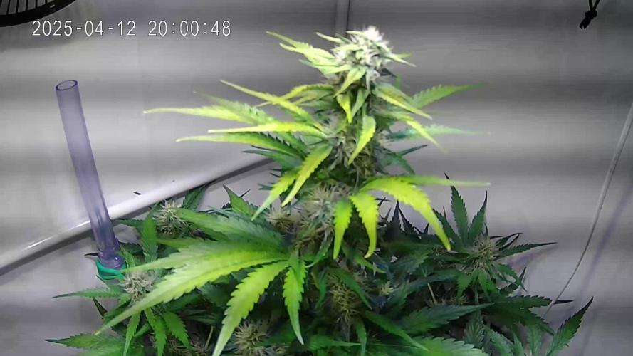 Fat Banana Automatic (Grow 56)